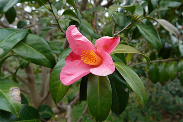 DSC06002_R