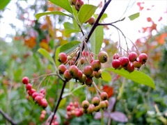 DSCF9770_R