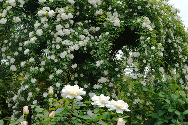 DSC06917_R