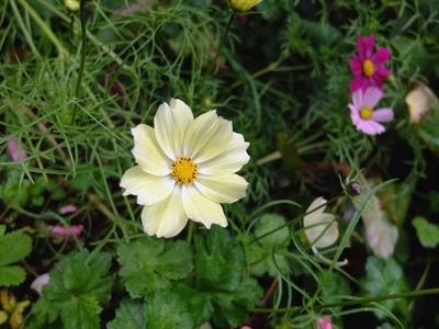 DSCF5596_R