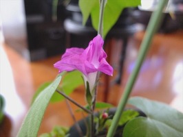 DSCF6270_R
