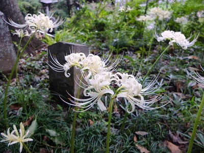 DSCF5603_R