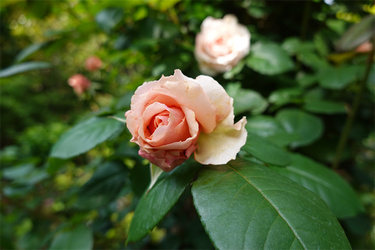 DSC07015_R