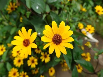 DSC01231_R