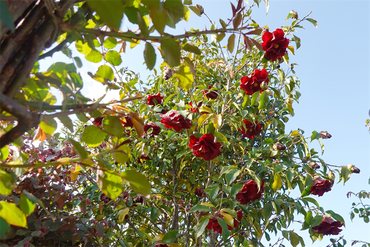 DSC06446_R