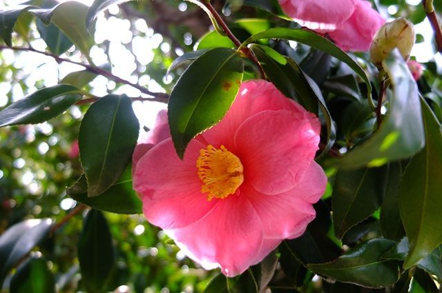 藍川京 の部屋 椿の季節に Livedoor Blog ブログ