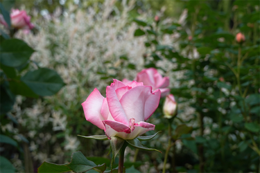 DSC07033_R