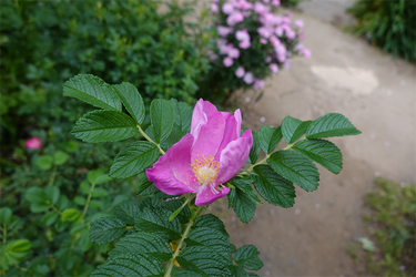 DSC06896_R