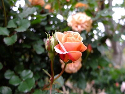 DSCF2518_R