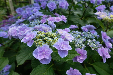DSC08034_R