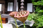 DSCF5121_R
