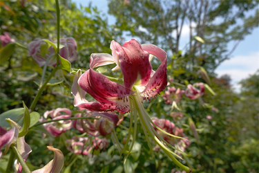 DSC08780_R