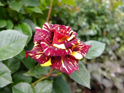 DSCF2806_R