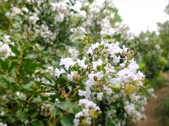 DSCF1533_R