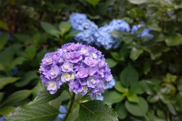 DSC08294_R