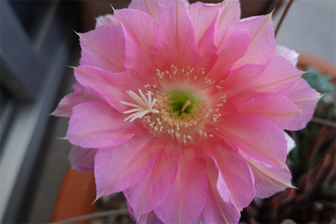 DSC08263_R