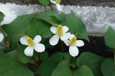 DSC07819_R