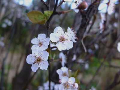 DSCF4707_R