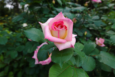 DSC07031_R