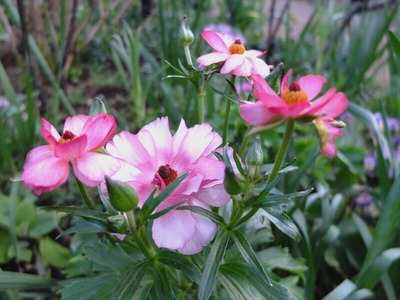 DSCF4716_R