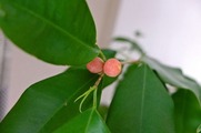 DSCF0987_R