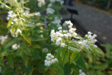DSC03420_R