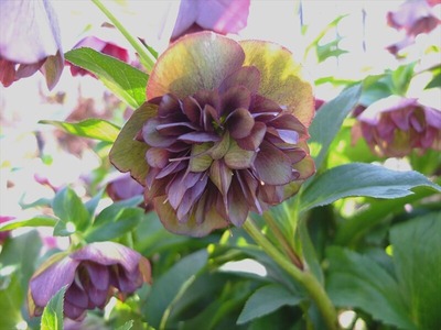 DSCF4928_R