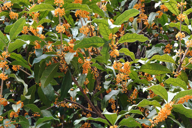 DSC08102_R
