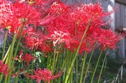 DSCF5464_R