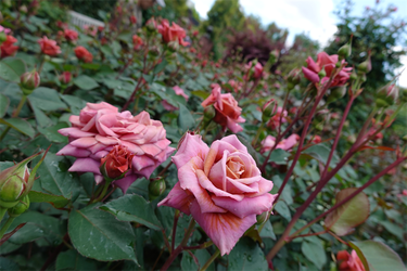 DSC01437_R