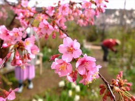 DSCF7531_R