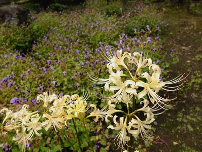 DSCF8554_R