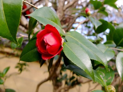 DSCF1185_R