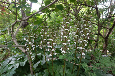 DSC08175_R