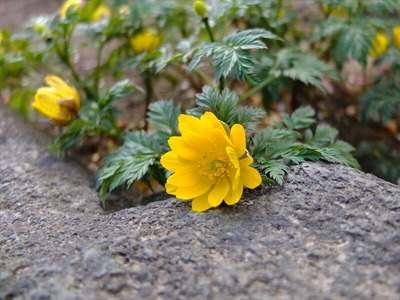 DSCF1154_R