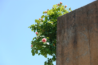 DSC07226_R
