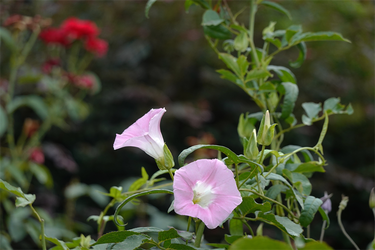DSC08948_R
