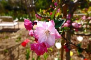 DSCF1929_R