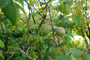 DSC07072_R