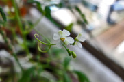 DSCF4453_R