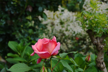 DSC06889_R