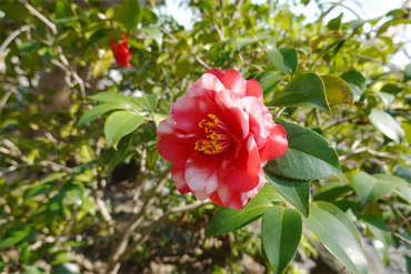 DSC06235_R