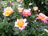 DSCF1278_R
