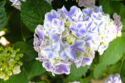 DSCF4364