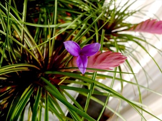 DSCF5993_R