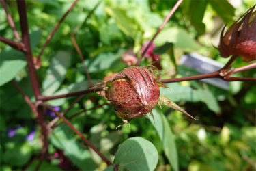 DSC09040_R