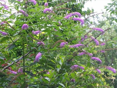 DSCF4545_R