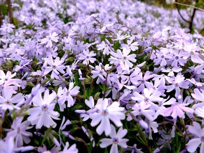 DSCF5110_R