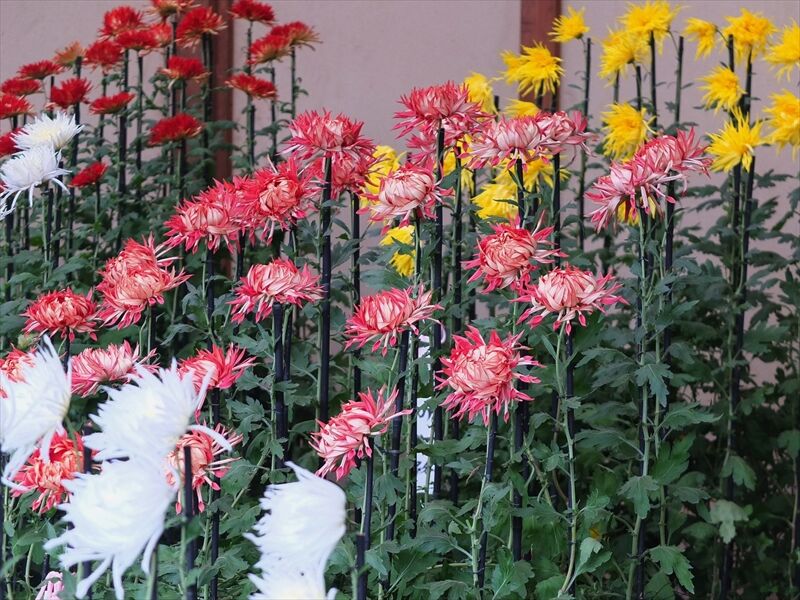 藍川京 の部屋 新宿御苑 菊花壇展 ６ 江戸菊 Livedoor Blog ブログ