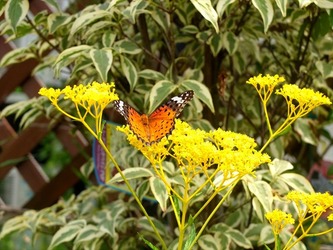DSCF1629_R